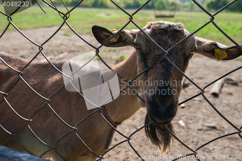 Image of goat portrait closeup
