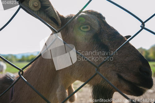 Image of goat portrait closeup