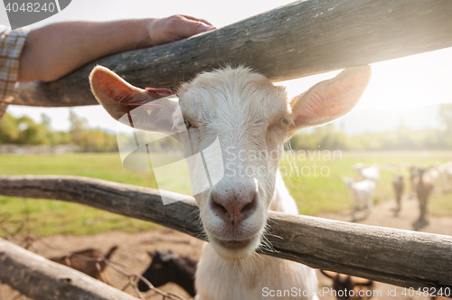 Image of white goat closeup