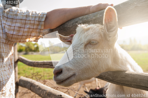 Image of white goat closeup