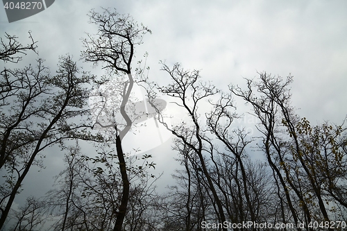 Image of Bare tree branches