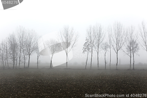 Image of Treees in fog