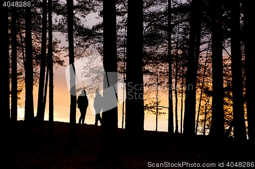 Image of Forest Twilight Background