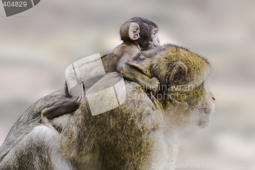 Image of Barbary ape with baby