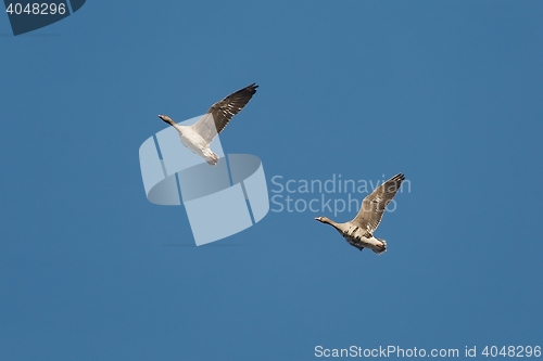 Image of Geese Flying Up