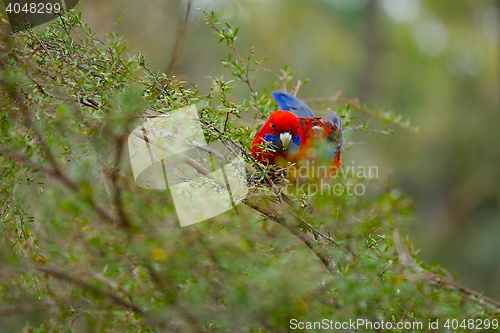 Image of Parrot in the woods