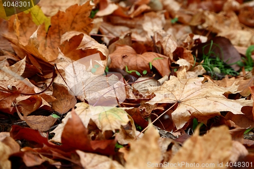 Image of Fallen autumn leaves