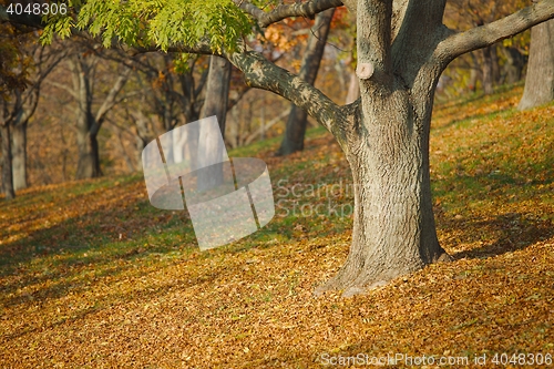 Image of Autumn tree in park