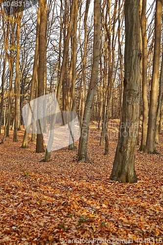 Image of Autumn Forest Detail