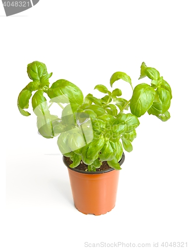 Image of Basil in pot