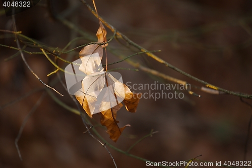 Image of Leaves fallen in autumn