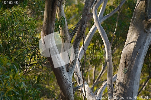 Image of Trees in the woods