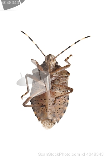 Image of Stink bug closeup