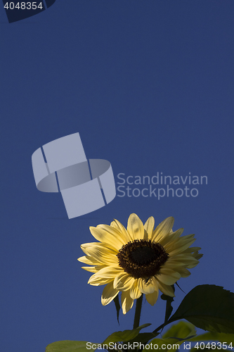 Image of sunflower