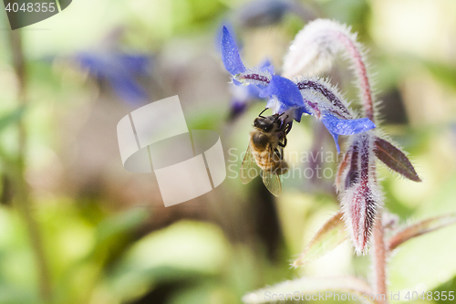 Image of bee on borage