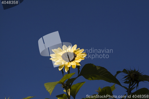 Image of sunflower