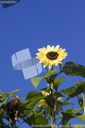 Image of sunflower