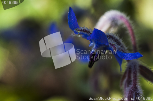 Image of borage