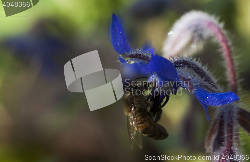 Image of borage wiyh bee