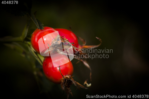 Image of rose hips