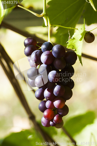 Image of grapes