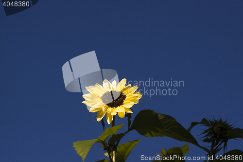 Image of sunflower