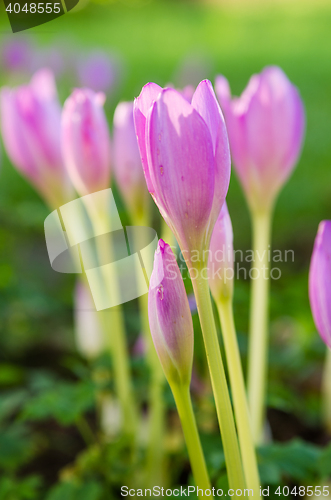 Image of Pink blossoming crocuses , close up