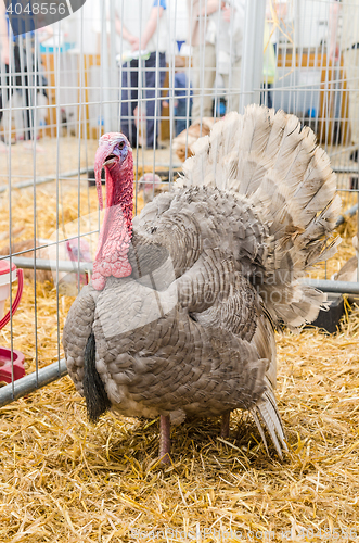 Image of Big beautiful turkey , close-up