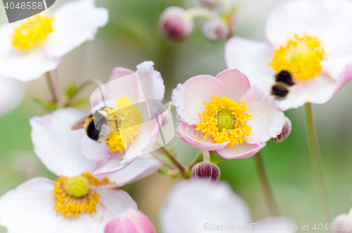 Image of a bee collects pollen from flower, close-up