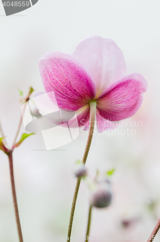Image of Pale pink flower Japanese anemone, close-up