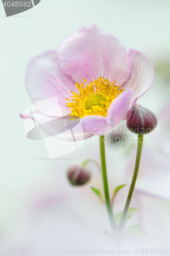 Image of Pale pink flower Japanese anemone, close-up