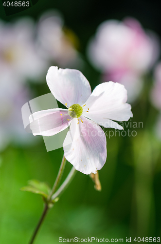 Image of Pale pink flower Japanese anemone, close-up