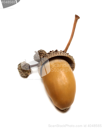 Image of Autumn oak acorn on white