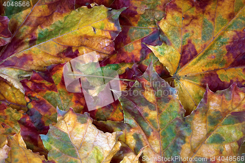 Image of Autumn dry maple-leafs background