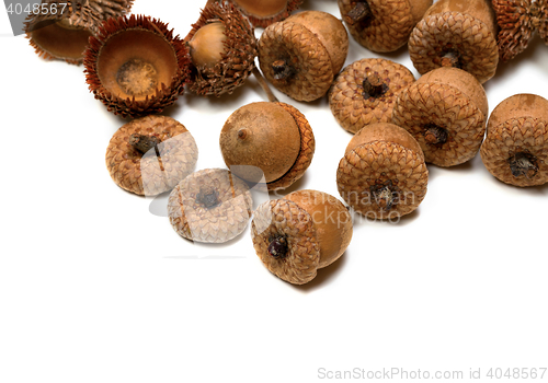Image of Autumn acorns from oak