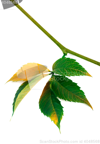 Image of Multicolor autumn twig of grapes leaves, parthenocissus quinquef