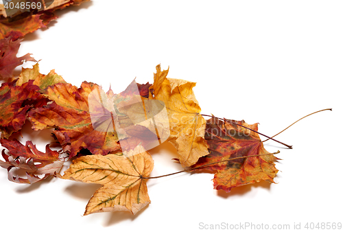 Image of Autumn multicolor maple leafs