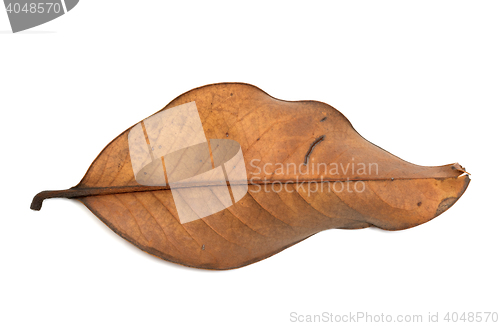 Image of Dried autumn leaf of magnolia