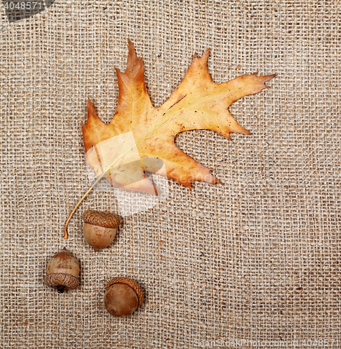 Image of Autumn dried leaf of oak and three acorns on sack cloth