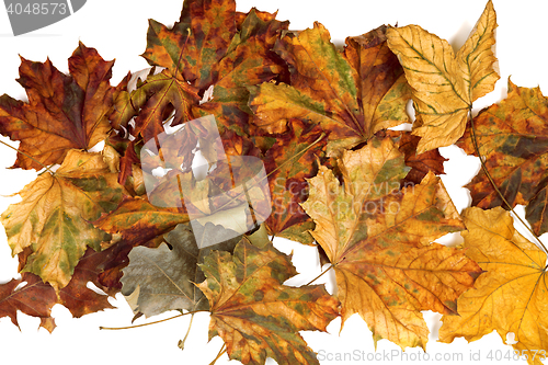 Image of Autumn dried maple leafs