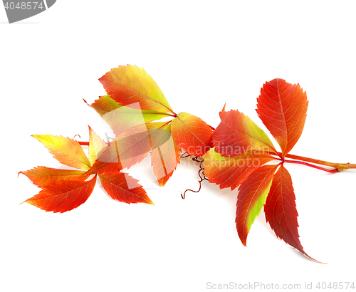 Image of Red autumn twig of grapes leaves 