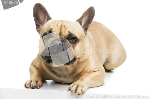 Image of Beautiful french bulldog dog