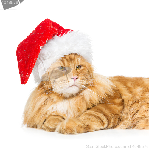 Image of Big ginger cat in christmas hat