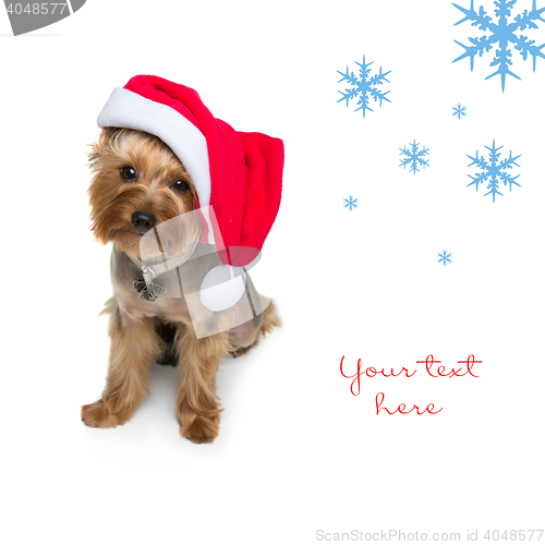 Image of Yorkshire terrier dog in christmas cap