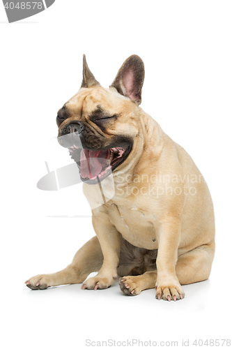 Image of Beautiful french bulldog dog