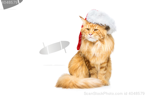 Image of Big ginger cat in christmas hat