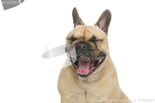 Image of Beautiful french bulldog dog