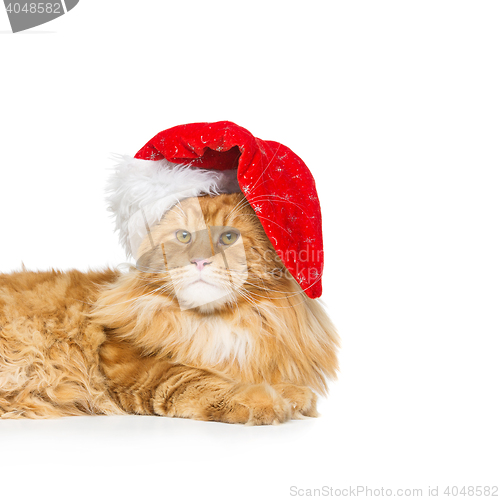 Image of Big ginger cat in christmas hat