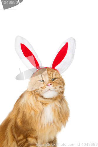 Image of Big ginger cat in christmas rabbit ears head rim