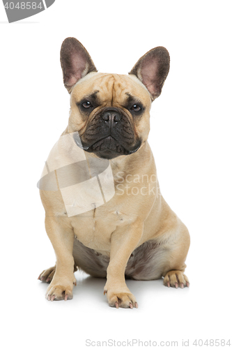 Image of Beautiful french bulldog dog